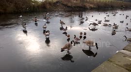 Ducks fight on frozen canal in Littleborough