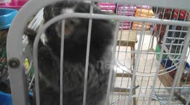 Caged marmoset monkey, Indonesia