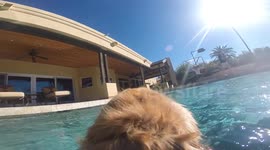 A Golden Retriever and an Irresistible Pool