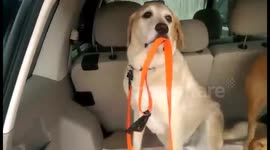 Cute Labrador helps stuck brother