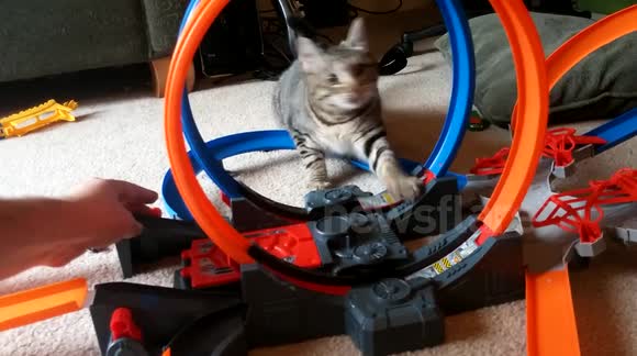 Cat vs toy car race track