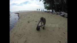 monkey trying to eat coconut