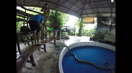 King Cobra Attack
