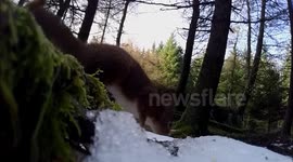 Rare Red Squirrels In Yorkshire