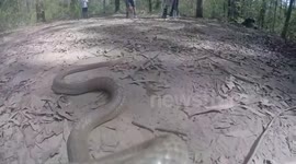 Deadly snake strikes at camera in Australia