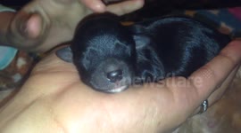 Loud puppy