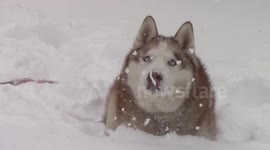 Husky searches for snowballs in Portland, US