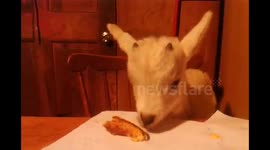 Baby goat enjoys leftover grilled cheese sandwich