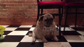 Old pug trying not to fall asleep
