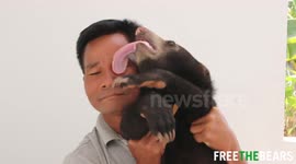 Baby bear learns to walk following injury