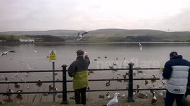 Hand feeding birds