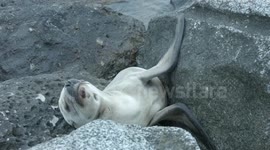 Sea lion stuck between rocks