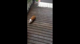 Guinea pig following dog amazing cute pets