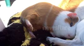 cute guinea pig and dog in love sleeping together