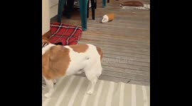 guinea pig follows dog around the cutest animal friendship you will ever SEE!