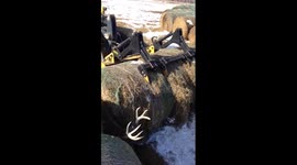 Big whitetail buck gets stuck between bales