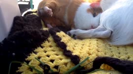 Guinea pig follows dog everywhere he goes