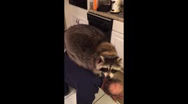 Huge pet raccoon rides owner's back