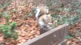 Squirrel takes nut out of hand