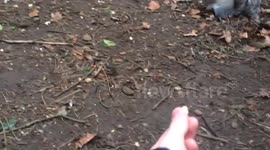 Squirrel takes nut out of hand