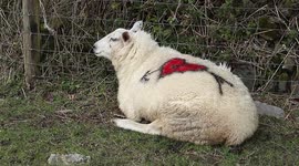 clive the love sheep celebrating valentines day with a love heart on his back