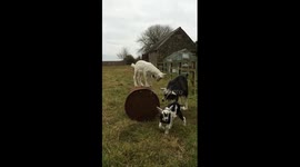 Goat kids playing on a barrel