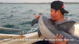 Dolphin Rescue at Ngwe Saung Beach, Myanmar (Burma)