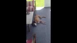 Dog runs while dreaming