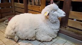 Crowds flock to Sheep Cafe in Seoul ahead of Chinese New Year