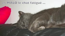 Jeux de perroquet et de chat !
