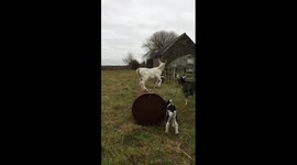 Goats love playing on a barrel