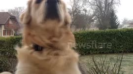 Puppy ruins snowy timelapse!
