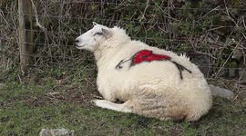 Clive 'the love sheep' celebrates Valentine's day in Cornwall
