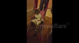 Cute cat takes a ride in a child's pushchair