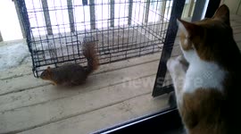 Cat paws manically at window while watching a squirrel