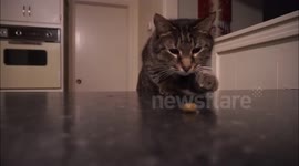 Egon the Cat wishes he had opposable thumbs