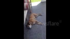 Cute dog runs in its sleep