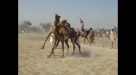 Camel fighting event in Pakistan