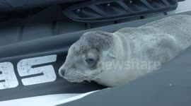 Sea lion pup fast asleep on a sea-doo in California
