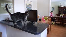 Egon loves videos for cats