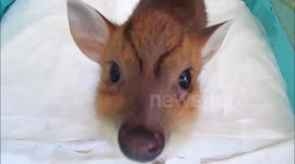 Pet Muntjac deer