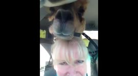 Alpaca dislikes riding in a van