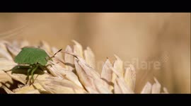 bugs and insects, close up