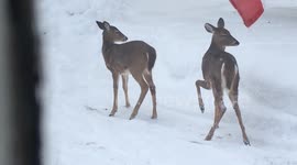 Deer play in deep snow in New Hampshire backyard, US