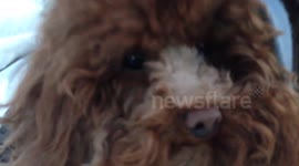 Pet Puppy Visits Frozen Niagara Falls | Feb 15, 2015
