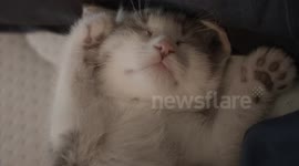 Adorable kitten paws the air while dreaming
