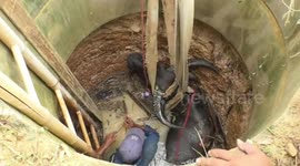 Buffalo rescued after falling down four-metre-deep well in Thailand