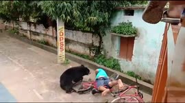 Wild bear enters residential area and attacks two person before getting rescued in India