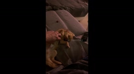 Baby Chihuahua