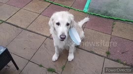 Adorable dog wears face mask